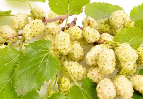 خوشمزه-نیک-توت-سفید