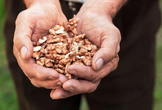 مقاله-آجیل مناسب-سالمندان