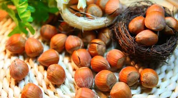 مقاله-فندق-زنان