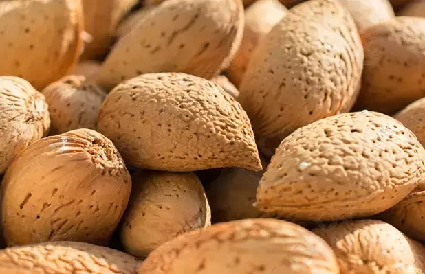 مقاله-بادام درختی